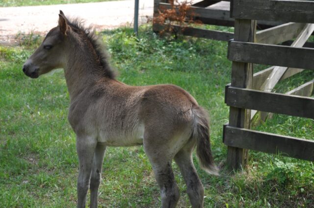 zu Besuch bei den "Russ" (Wildpferden)