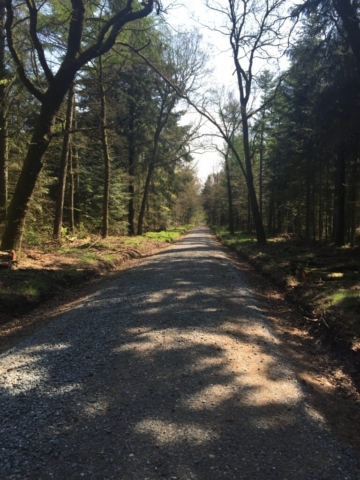 Weiter durch den Wald