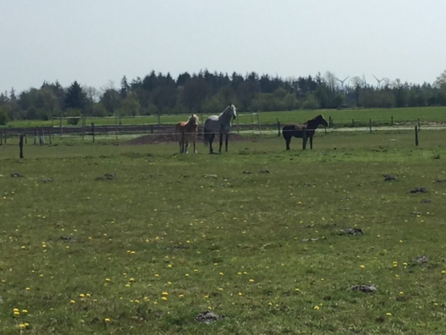 neugierige Beobachter